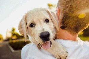 En lo que va de 2023 en Argentina, 470.000 personas firmaron peticiones vinculadas con los derechos de los animales.