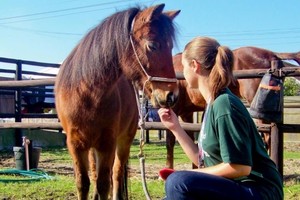 Los equinos son una especie muy noble, que acompaña al hombre desde tiempos inmemorables. Tienen una especial conexión con la sensibilidad del ser humano y son de gran utilidad terapéutica, de allí la importancia de la equinoterapia para el abordaje de ciertas patologías y condiciones físicas, mentales o emocionales de muchos pacientes.