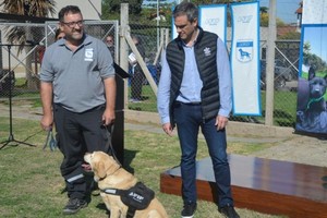 Los canes "retirados" son labradores, golden retrievers, malinois, entre otras razas.