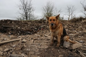 A dog sits among remains in a yard of a house hit by a Russian military strike, amid Russia's attack on Ukraine, in the town of Pavlohrad, Dnipropetrovsk region, Ukraine May 1, 2023. REUTERS/Sofiia Gatilova