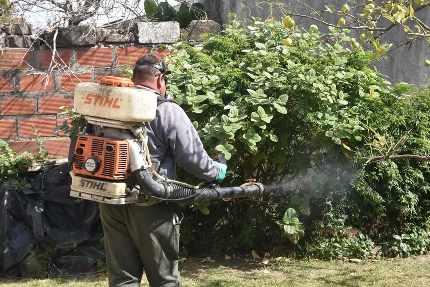 La variante predominante sigue siendo el Dengue 1, pero en la ciudad y departamento de Rosario hay una mayor circulación del Dengue 2.  Flavio Raina.