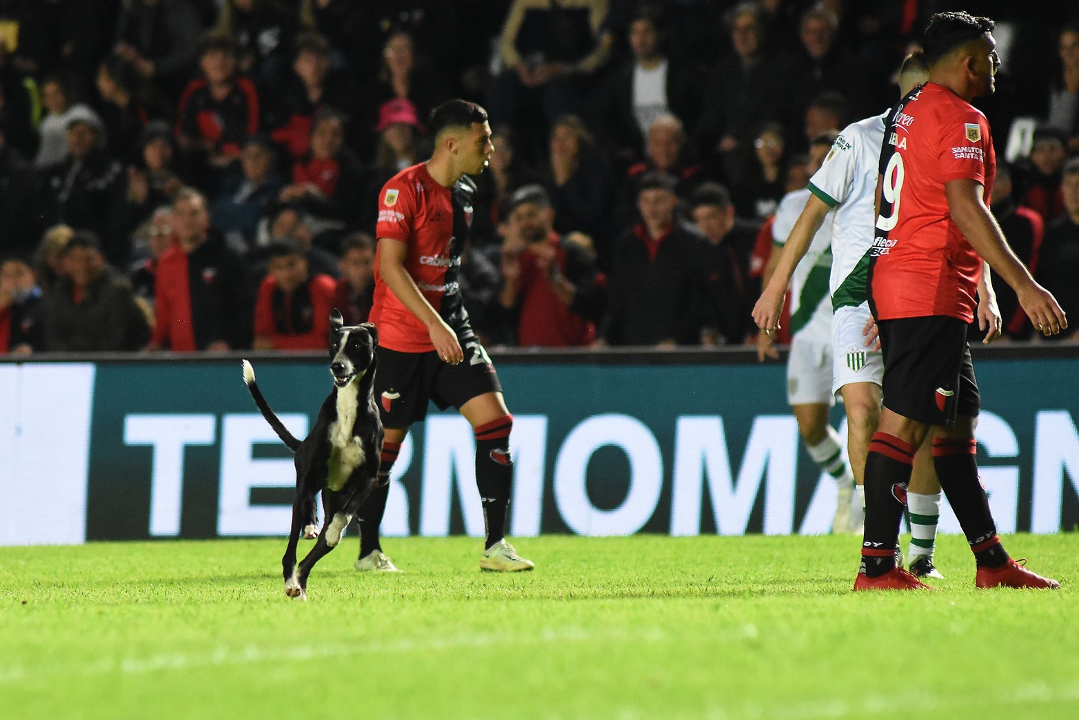 Hay una versión que argumenta que si ingresa un perro a la cancha el equipo local no pierde. 