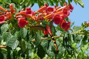 El Picaflor Cometa (Sappho sparganurus) buscando polen en una flor. Crédito: Gentileza Pablo Capovilla