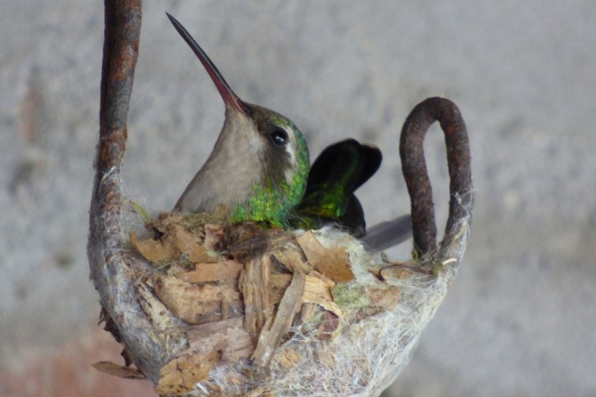 Un ejemplar de Picaflor Verde (Chlorostilbon lucidus) hembra. Crédito: Gentileza Pablo Capovilla