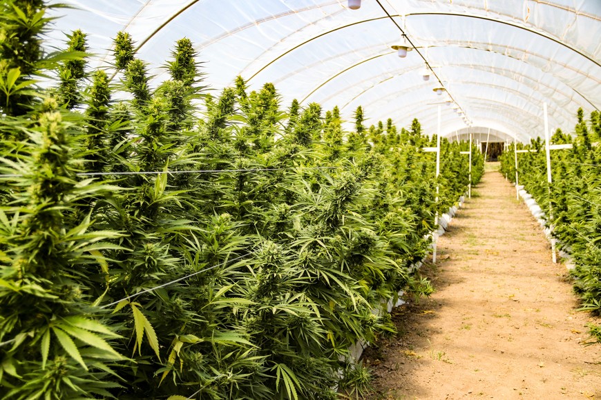Siembra. El aceite de cannabis se extrae de las plantas que se cultivan en Santa Fe para dicho proyecto de producción e investigación.  Archivo El Litoral.
