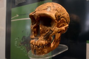 Cráneo de neandertal de la colección del Museo de La Plata utilizado para el estudio. Crédito: CONICET