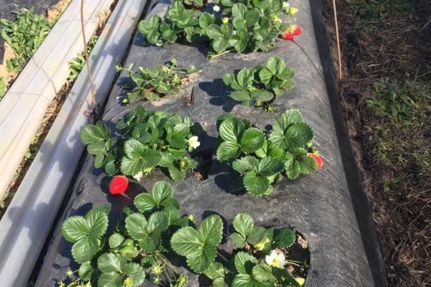 Es un primer atisbo de lo que será el grueso de la cosecha 2023.