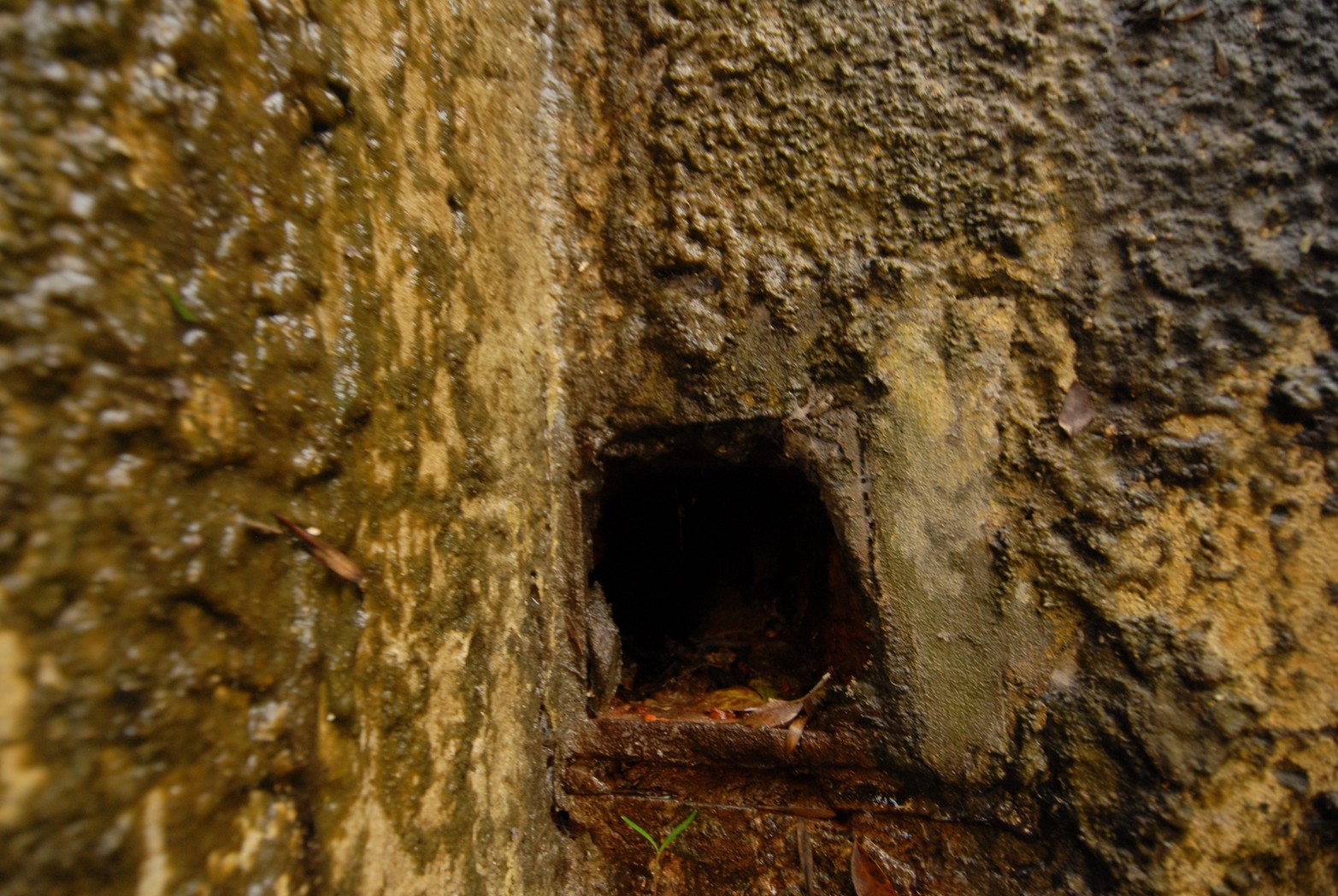 Paredes con cobertura de hongos de humedad. Hay sectores que es muy preocupante su estado.