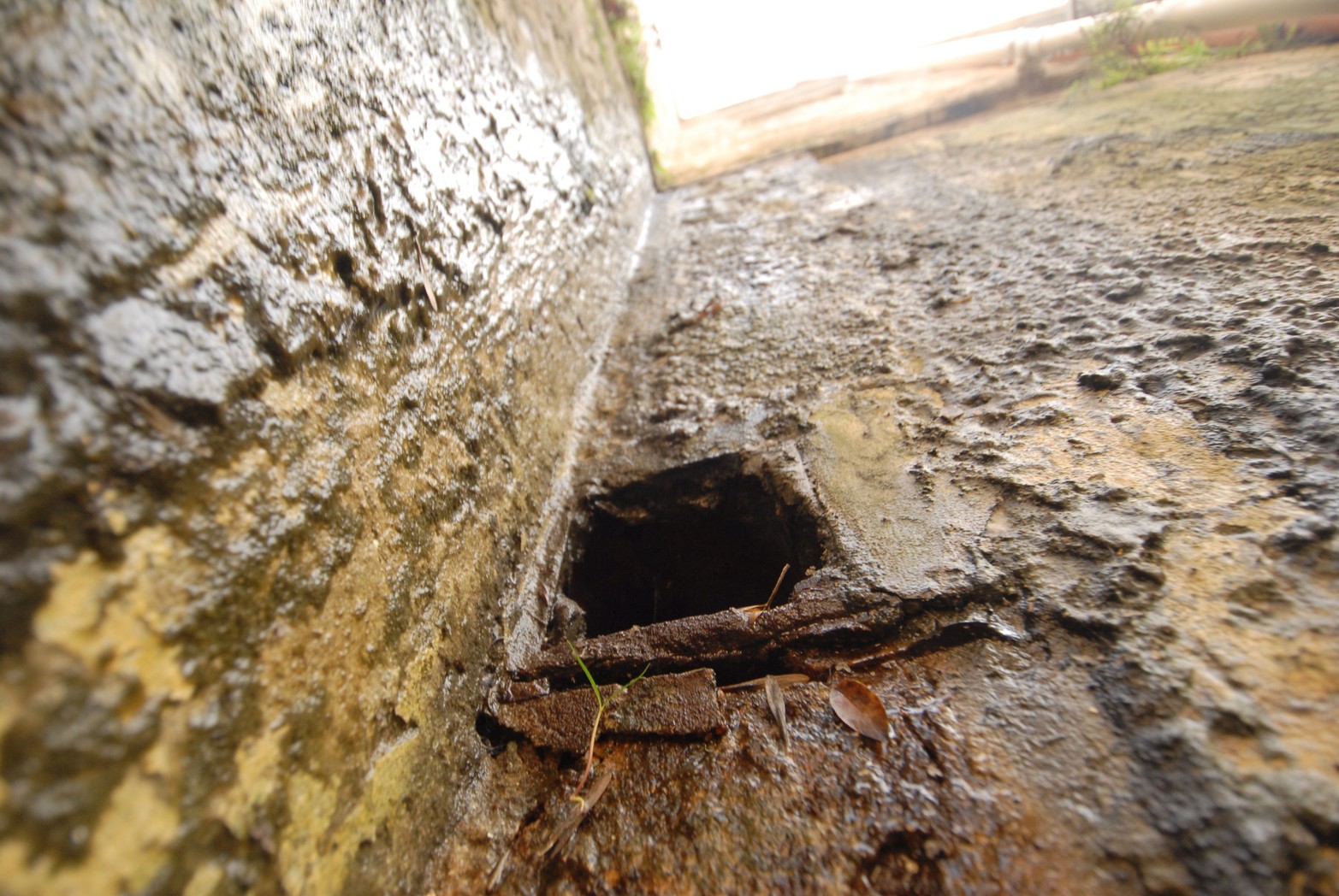 Hongos de humedad que llevan varios años. 