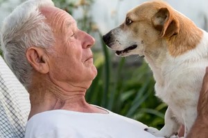 Los geriátricos de Buenos Aires podrán adoptar una mascota para la compañía de los residentes. 