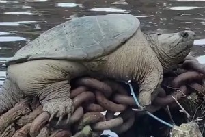 tortuga chonkosaurus