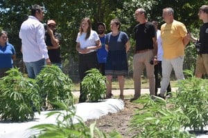 Las plantas. Crecen el Centro de Investigación y Desarrollo de Cannabis Medicinal, Acuicultura y Agroecología (CIDCaM), de Monte Vera. Crédito: Mauricio Garín