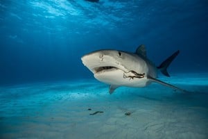 Los investigadores etiquetaron electrónicamente a los tiburones toro con un dispositivo localizador transmisor, que registraba la profundidad y la temperatura de la parte del océano en la que nadaban. 