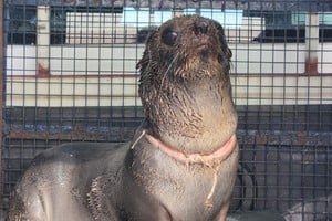 El animal asistido. Crédito: Mundo Marino