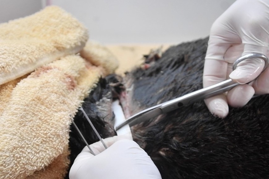 El momento de la intervención. Crédito: Mundo Marino