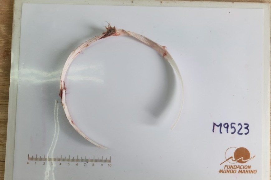 El elemento sustraído. Crédito: Mundo Marino