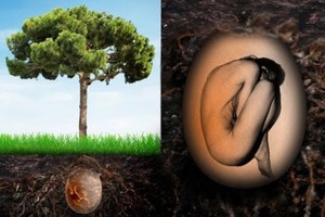 El proyecto italiano Capsula Mundi  propone que nuestros restos mortales sirvan de abono al árbol de nuestra elección y así descansar como un roble o eucalipto y transformar el cementerio en un gran bosque para recordar a quienes han partido. Foto: Gentileza