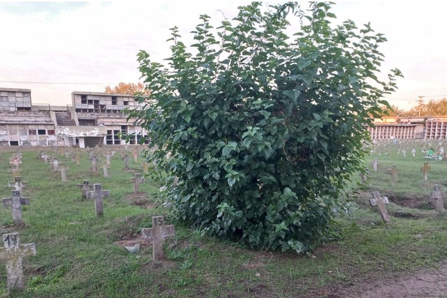 Arbusto (juvenil) que brotó desde una tumba en tierra, sector noroeste . Cementerio Municipal de Santa Fe. Foto tomada en 16 de mayo de 2023. Foto: Gentileza