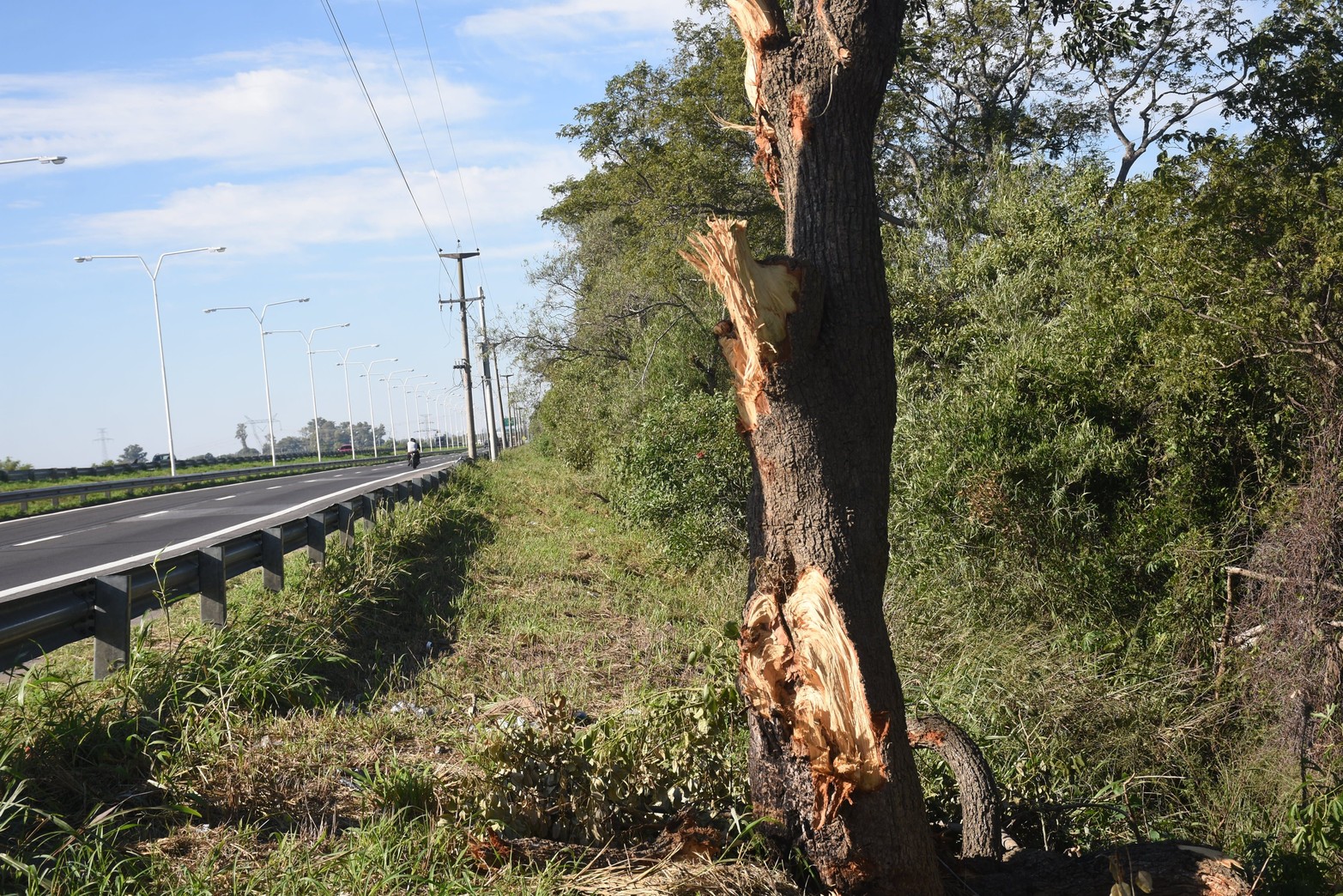 Tronchan árboles a la vera de la autovía 168. Una situación atípica de poda se puede ver en la banquina de la ruta que une las dos capitales provinciales. Entre La Guardia y Colastiné Sur se realizaron tareas de corte de pasto y poda de árboles con la particularidad de que en vez de usar herramientas adecuadas se utilizó una retroexcavadora.