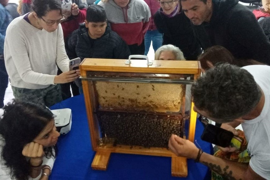 Durante la clase, aprendimos sobre la vida de las abejas, su organización en la colmena y cómo se dedican a la recolección de néctar y polen.