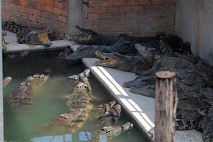 Los reptiles no tuvieron piedad con el anciano.