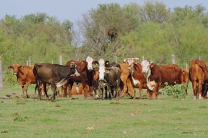 El imputado se dedica a la cría de animales en zona de islas, y marcó al ganado sustraído como propio.