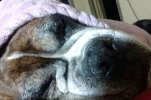 En casa, es bueno dejar a nuestras mascotas  una mantita o una alfombra para que no estén tumbados sobre el suelo frío. Crédito: Archivo