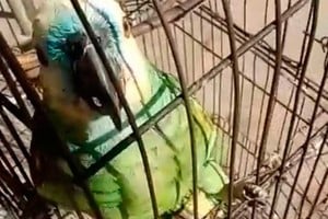 "La lora se crió de forma diferente y quiero que esté con mi familia", argumentó Fátima, quien la tiene desde que era un pichón.