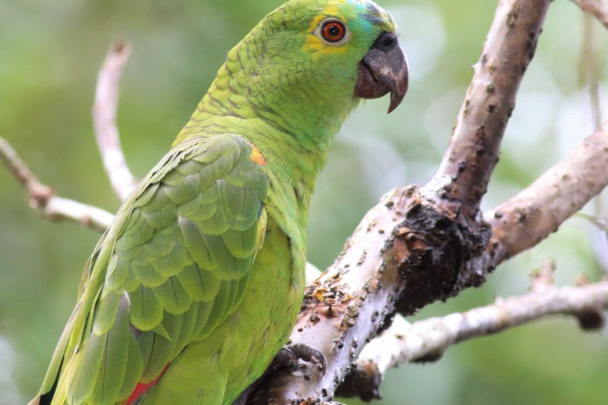 Amazona aestiva es una especie de ave de origen sudamericano que habita en selvas, bosques y sabanas de varias ecorregiones.
