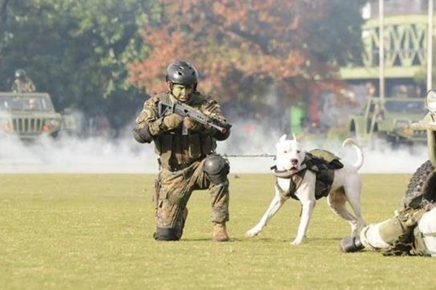 Perros entrenamientos militares. Crédito: Ejército Argentino