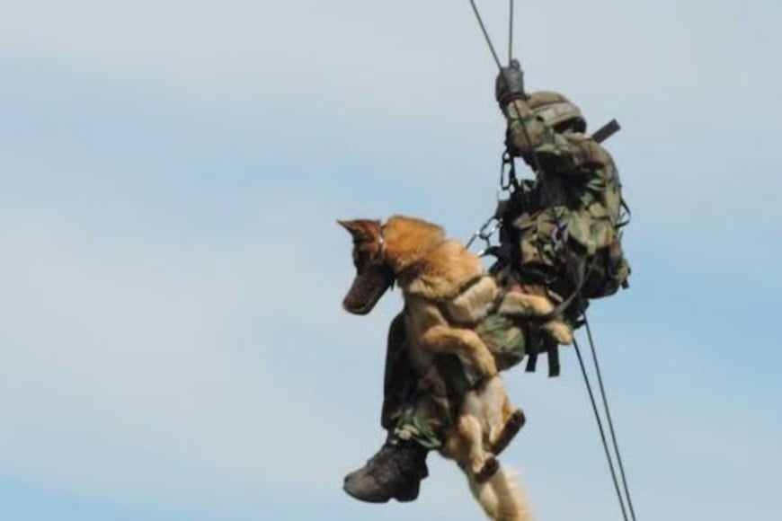Perros entrenamientos militares. Crédito: Ejército Argentino