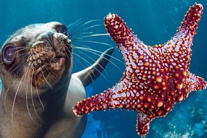 León marino californiano jugando con una estrella de mar en Baja California.
Foto: Hannes Klostermann / Coral Reef Image Bank