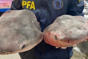 La especie se encuentra clasificada como vulnerable a nivel mundial y actualmente enfrenta riesgos.