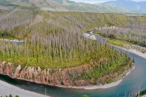 Pinos a lo largo del río Flathead en el Parque Nacional Glacier, Montana, el 16 de septiembre de 2019 © CHIP SOMODEVILLA / GETTY IMAGES NORTH AMERICA/AFP