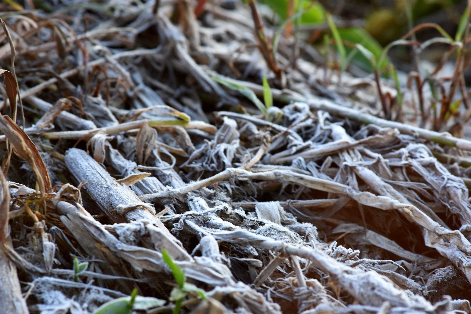 Las bajas temperaturas se hacen sentir. En la ciudad rondó los 5 grados y en zonas rurales se acercó a los 0 grados. El embalsado sobre la laguna Setúbal amaneció con helada.
