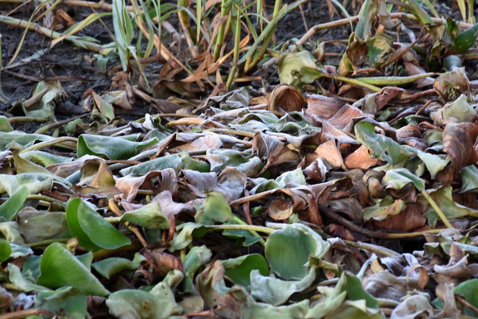 Las bajas temperaturas se hacen sentir. En la ciudad rondó los 5 grados y en zonas rurales se acercó a los 0 grados. El embalsado sobre la laguna Setúbal amaneció con helada.