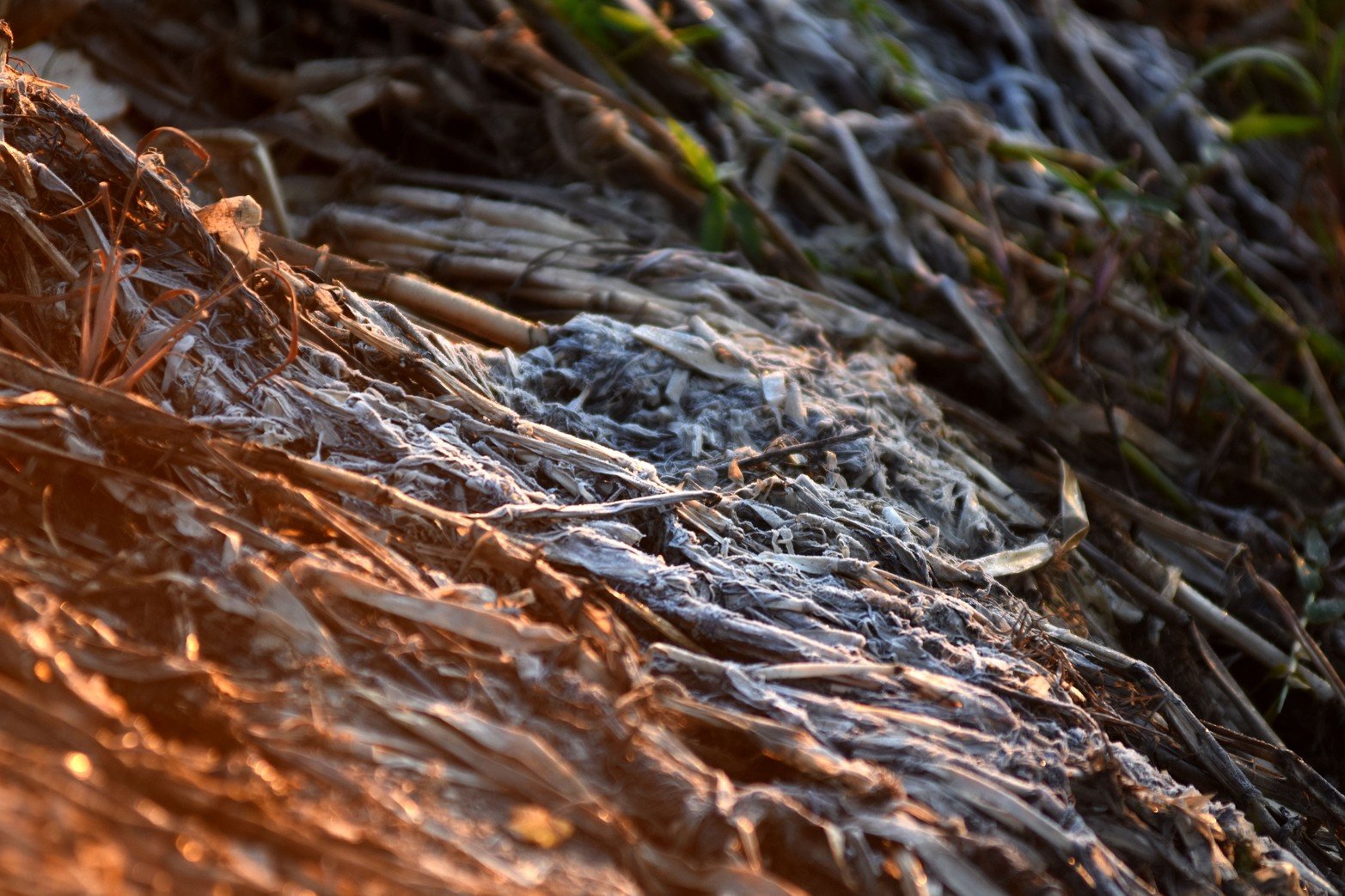 Las bajas temperaturas se hacen sentir. En la ciudad rondó los 5 grados y en zonas rurales se acercó a los 0 grados. El embalsado sobre la laguna Setúbal amaneció con helada.