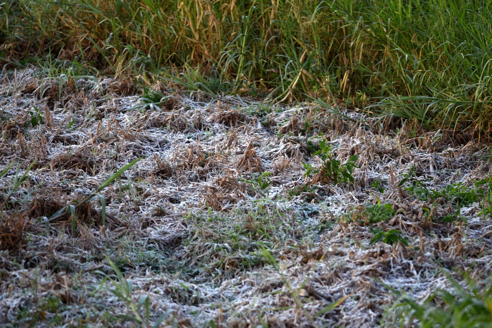 Las bajas temperaturas se hacen sentir. En la ciudad rondó los 5 grados y en zonas rurales se acercó a los 0 grados. El embalsado sobre la laguna Setúbal amaneció con helada.