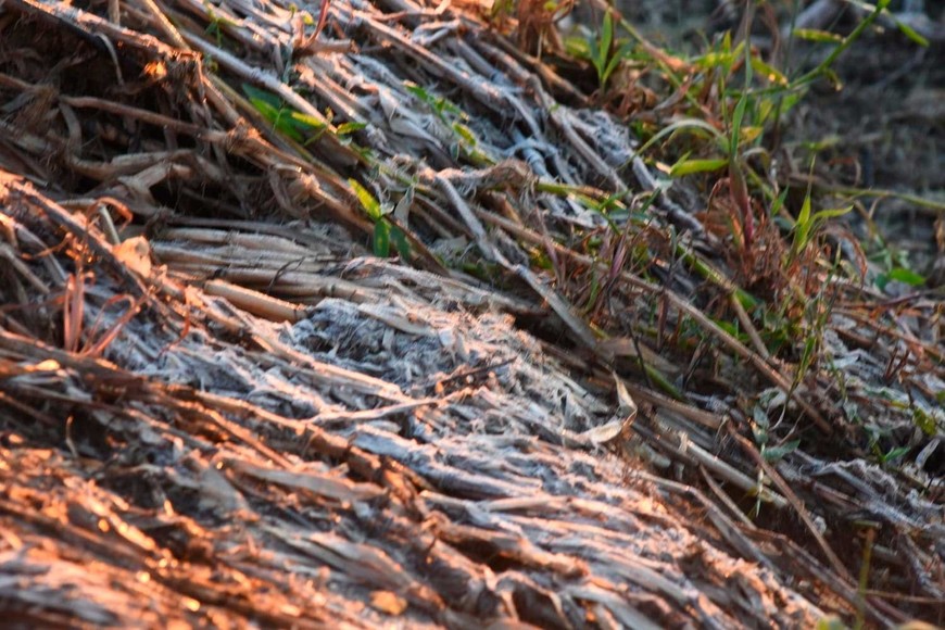 Heladas Embalsado Setubal. Crédito: Mauricio Garín