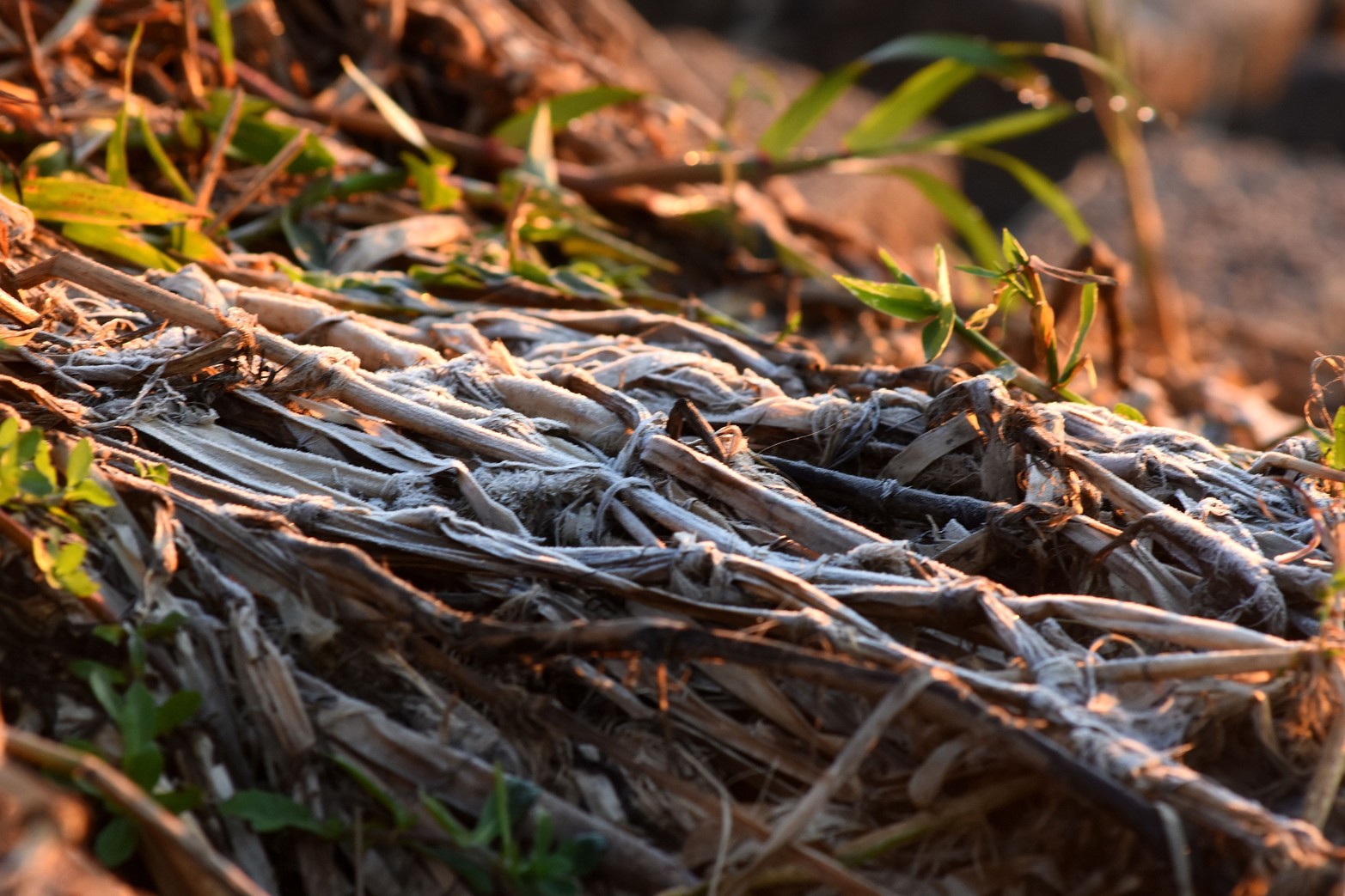 Las bajas temperaturas se hacen sentir. En la ciudad rondó los 5 grados y en zonas rurales se acercó a los 0 grados. El embalsado sobre la laguna Setúbal amaneció con helada.