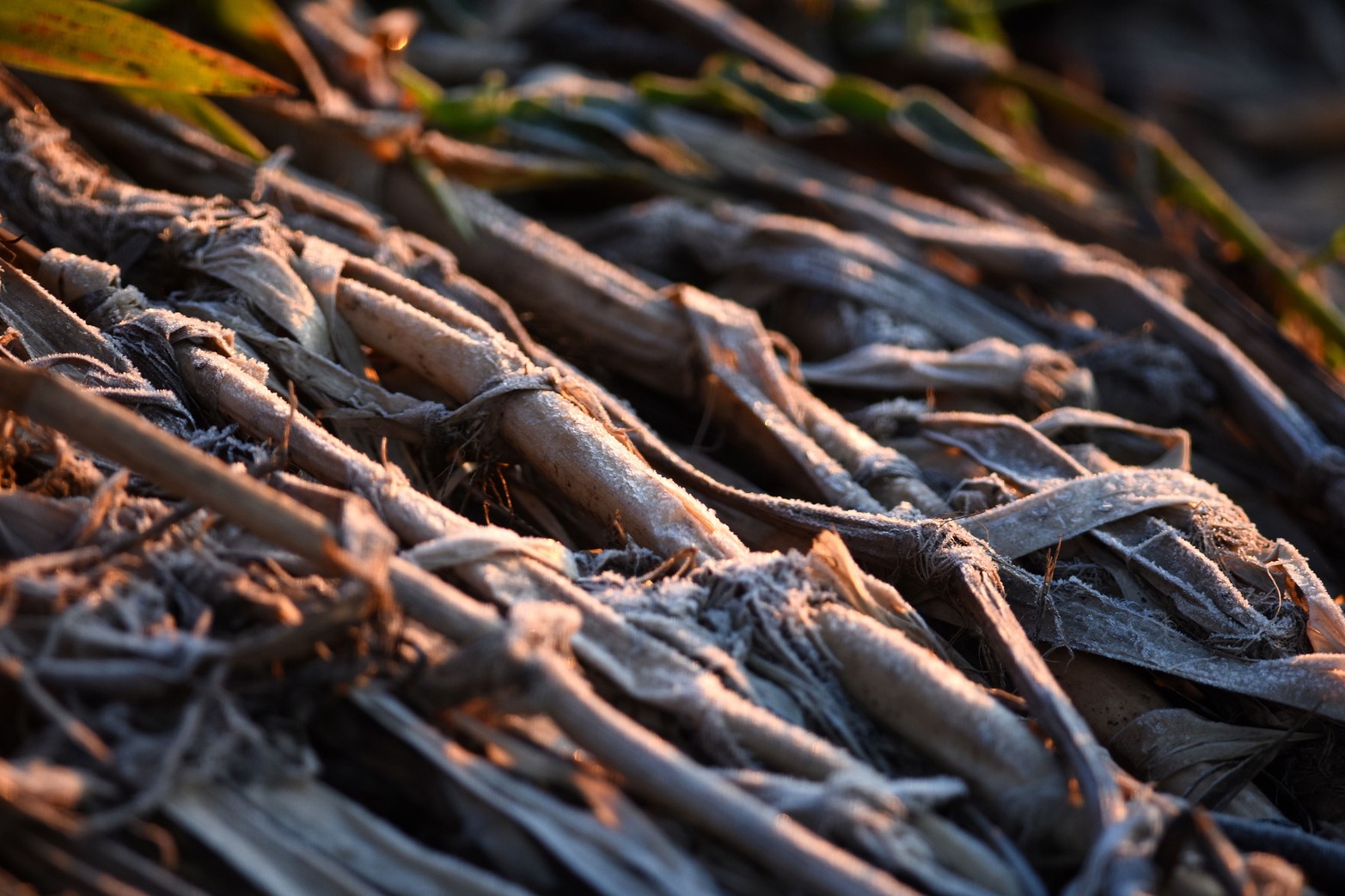 Las bajas temperaturas se hacen sentir. En la ciudad rondó los 5 grados y en zonas rurales se acercó a los 0 grados.