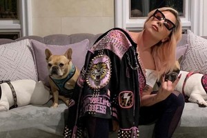 Lady Gaga enfrenta demanda por negarse a pagar recompensa de perros robados.