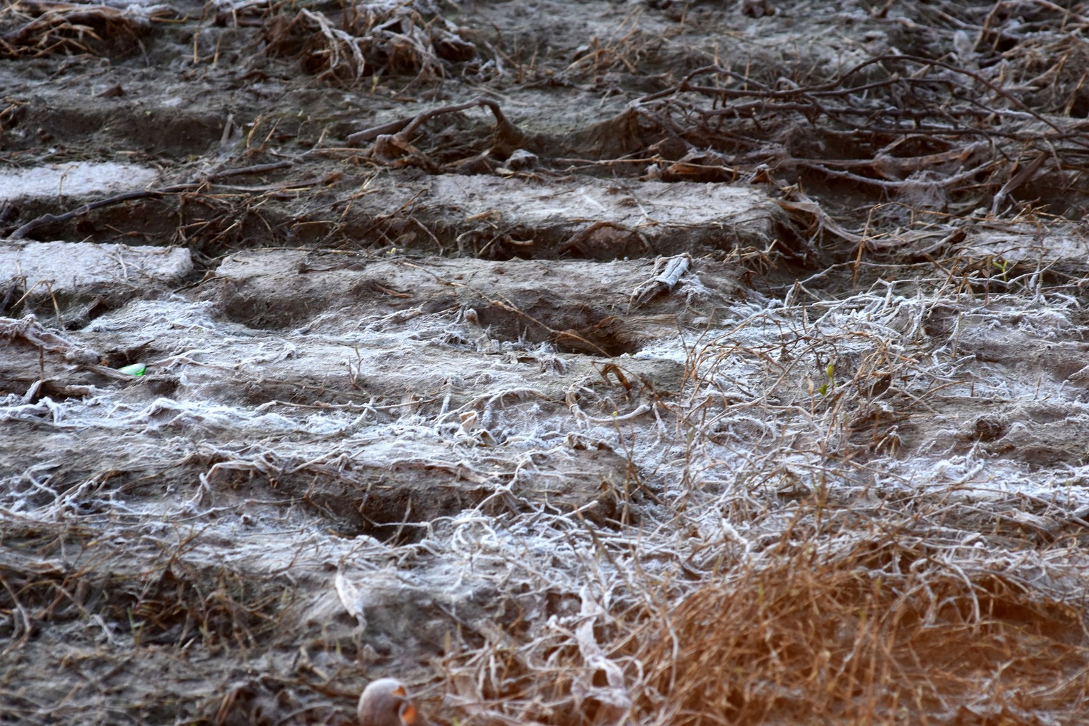Las bajas temperaturas se hacen sentir. En la ciudad rondó los 5 grados y en zonas rurales se acercó a los 0 grados.