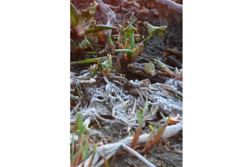 Heladas Embalsado Setubal. Crédito: Mauricio Garín