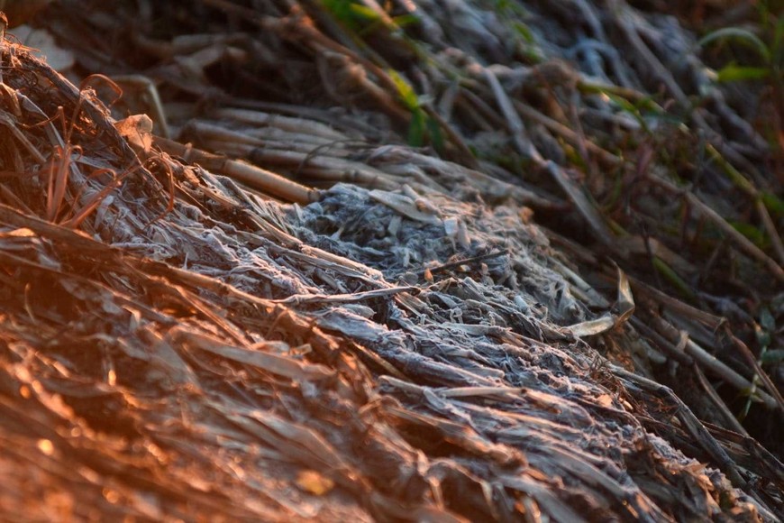 Heladas Embalsado Setubal. Crédito: Mauricio Garín