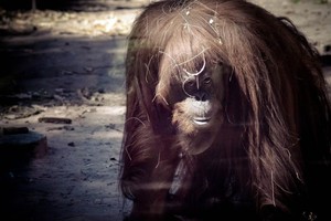 Sandra es una orangutana que se hizo conocida mundialmente porque un tribunal de Argentina le concedió un habeas corpus, reconociéndola como "persona no humana y ser sintiente" y ordenando al zoológico de Buenos Aires que la liberasen. La jueza Elena Liberatori estuvo en el caso y disertará en Santa Fe.