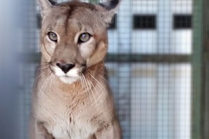 Puma. Créditos: Noticias Gobierno de Córdoba.