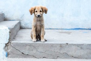 Fármaco nunca necesitó cadenas, ni bozales, ni correas. Foto: Gentileza