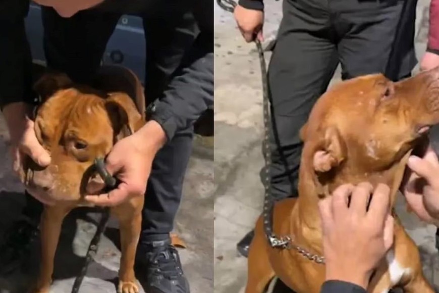 La escandalosa situación de Marixa Balli para intentar recuperar a un perro robado.