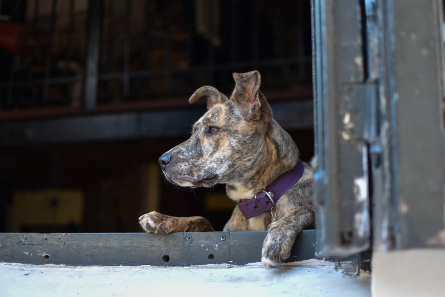 300 animales se encuentra inscriptos en Santa Fe en el registro de perros peligrosos.